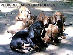 Quality Daschund breed pups in my uncles Farm