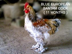 Farm bred European adult bantam blue Male