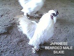 Fondly called as Dhadhaa.... the male silkie king