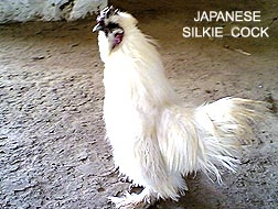 Original japanese bearded silkie male 